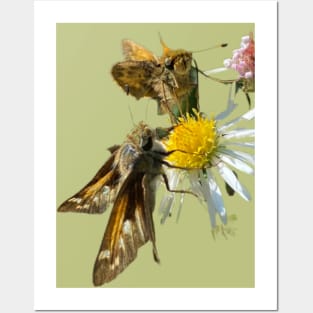 Little Cuties Skipper Butterflies on Flowers Posters and Art